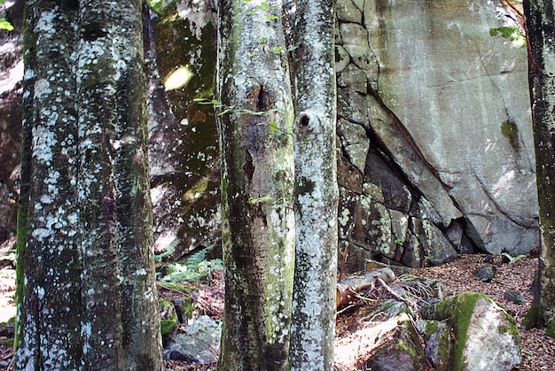 Closeup shot of the white lichens on the tree trunks