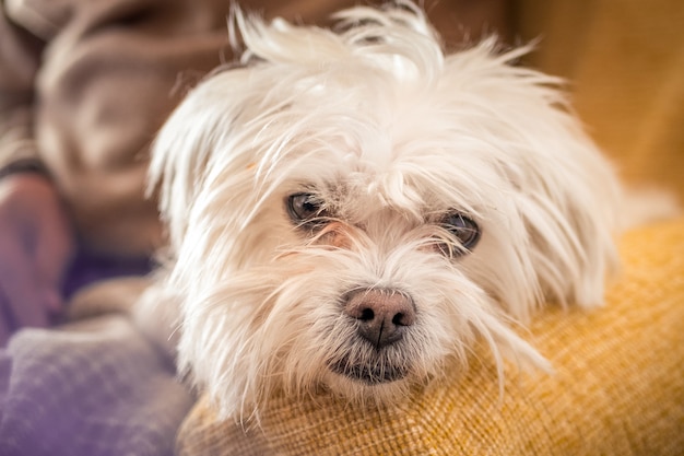 Closeup shot of a white morkie dog on a blurred background