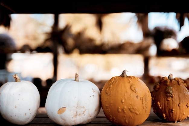 Free Photo closeup shot of white and orange pumpkins on a wooden surface with a blurred background