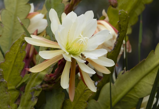 Closeup shot of a white orchid cactus with its leaves