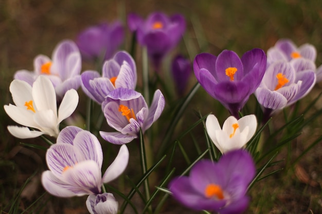 Free photo closeup shot of white and purple spring crocus