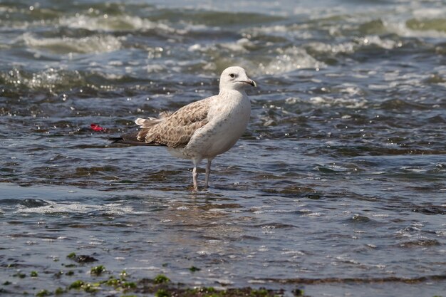 Closeup shot of a white seagull in the water on the coast