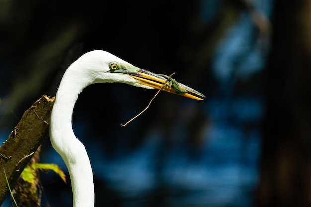 Free photo closeup shot of a white stork eating a frog