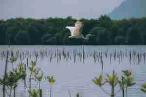 Free photo closeup shot of a white stork flies over a mangrove sanctuary in kampot cambodia