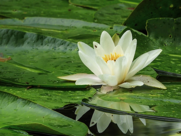 Closeup shot of a white water-lily under the sunlight at daytime