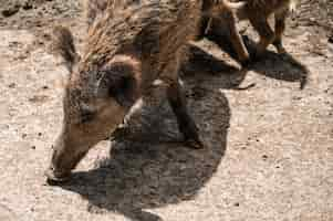 Free photo closeup shot of wild boar feeding on the ground in a zoo on a sunny day