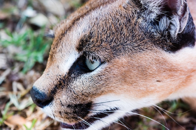 Free photo closeup shot of a wild caracal with green eyes