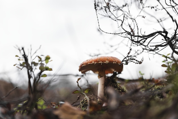 Free photo closeup shot of a wild mushroom growing in a park