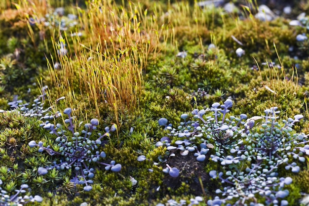 Closeup shot of wild plants in the fields