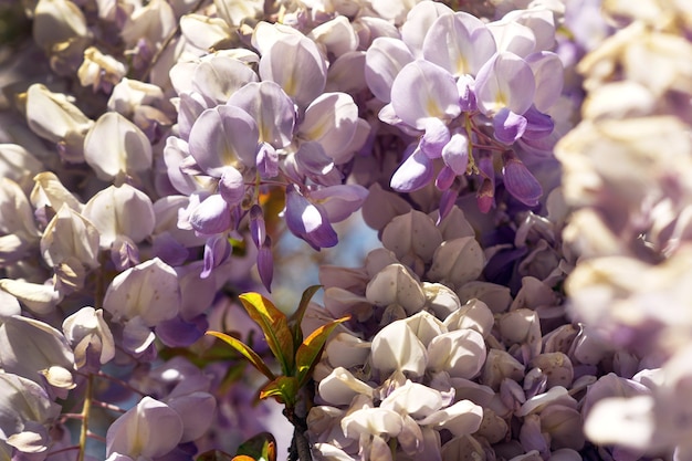 Free photo closeup shot of wisteria flower under the sunlight