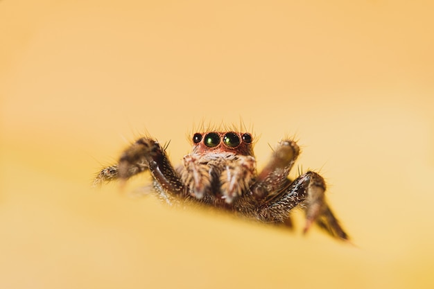 Closeup shot of a wolf spider isolated on a yellow wall