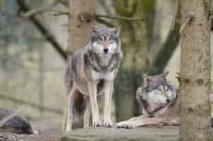 Free photo closeup shot of wolf standing on a rock