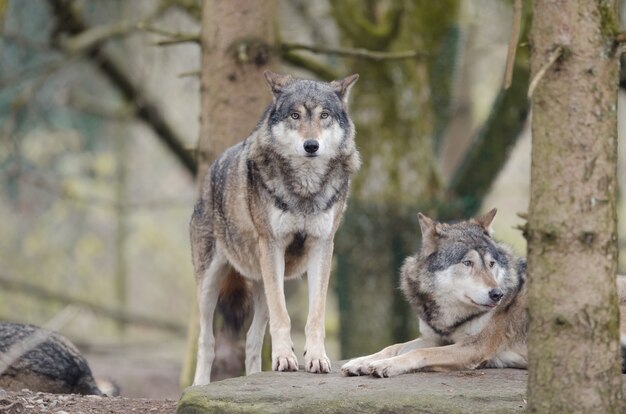 Closeup shot of wolf standing on a rock