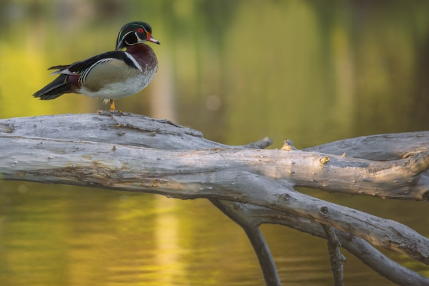 Free Photo closeup shot of a wood duck standing on a broken tree