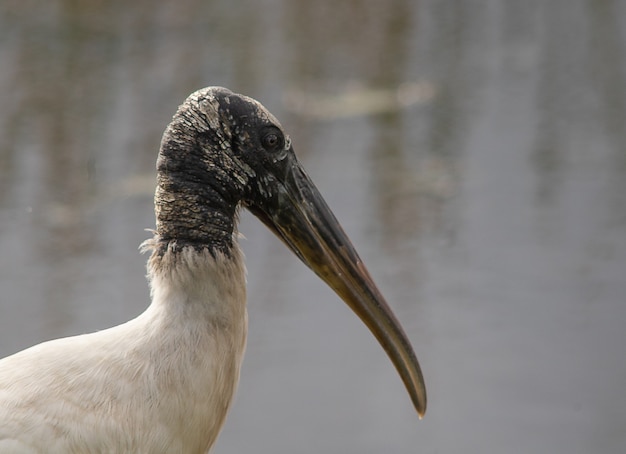 Free photo closeup shot of a wood stork