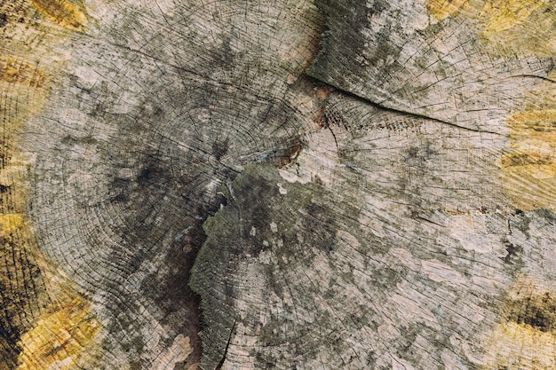 Free photo closeup shot of wooden texture of a tree