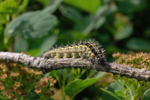 Closeup shot of a worm on a tree branch with a blurred