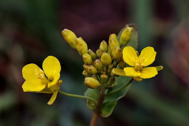 Free Photo closeup shot of a yellow beautiful flower