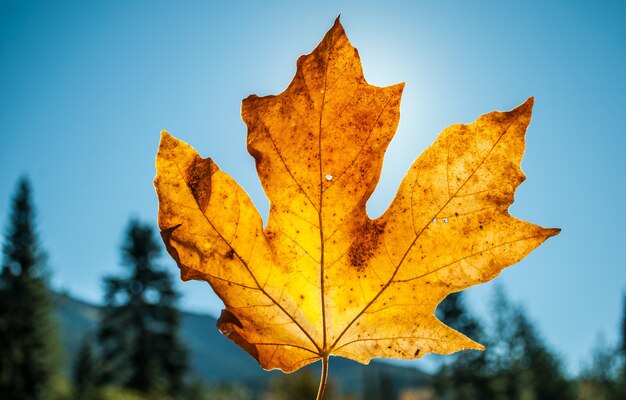 Closeup shot of a yellow dry maple leaf held up and blue sky  on a sunny day