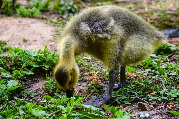 Free photo closeup shot of a yellow duck standing eating in the greenery