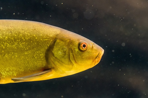 Free Photo closeup shot of a yellow fish underwater