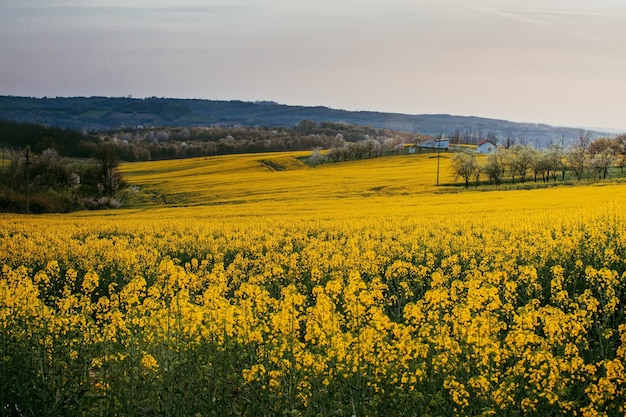 Closeup shot of a yellow flower field