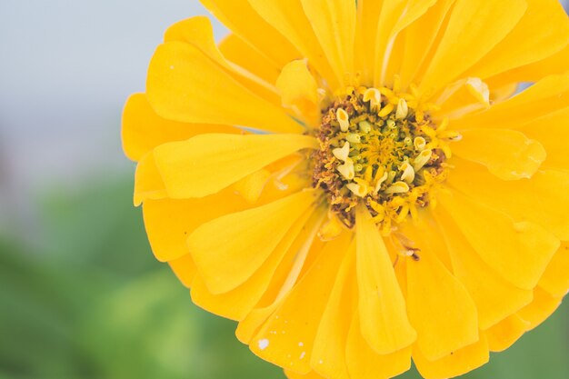 Closeup shot of a yellow flower growing in the garden with a blurred background