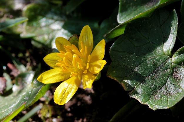 Free photo closeup shot of a yellow lesser celandine flower with blurry green leaves