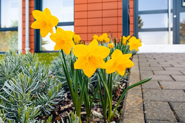 Free photo closeup shot of yellow narcissus flowers with greenery