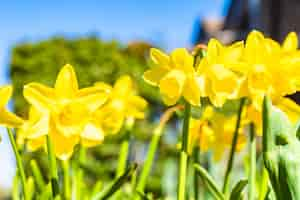 Free photo closeup shot of yellow narcissuses under the sunlight