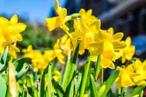 Free photo closeup shot of yellow narcissuses under the sunlight