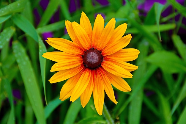 Closeup shot of a yellow-red flower with brown center