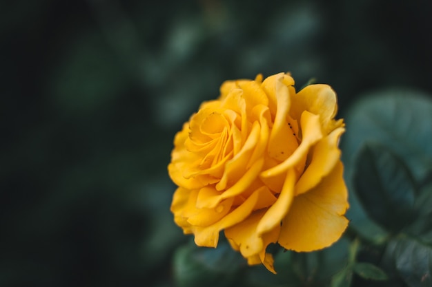 Closeup shot of a yellow rose during daytime