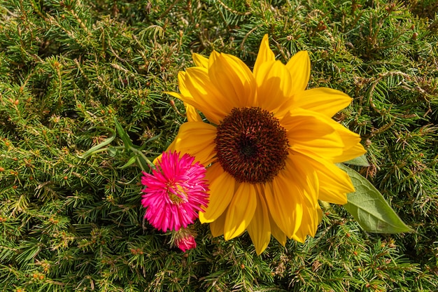 Closeup shot of yellow sunflower and pink daisy flower on green background