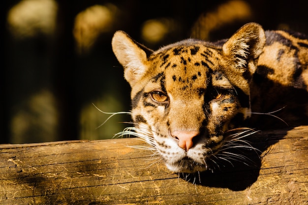 Free Photo closeup shot of a young tiger resting on a piece of wood