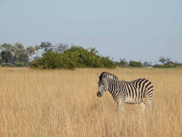 Closeup shot of a zebra Okavango Delta, Botswana