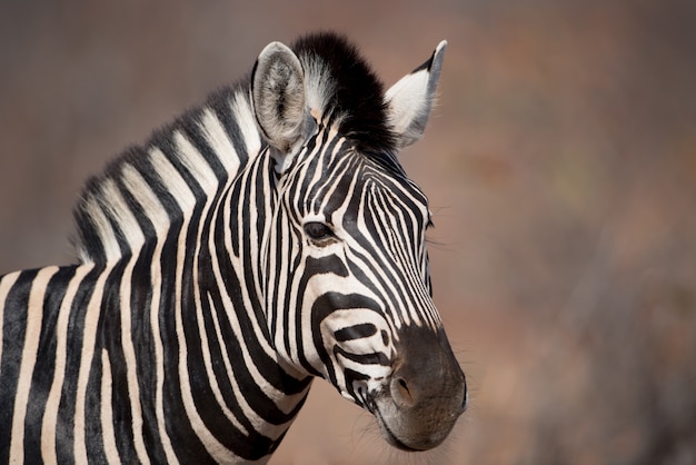 Free Photo closeup shot of a zebra