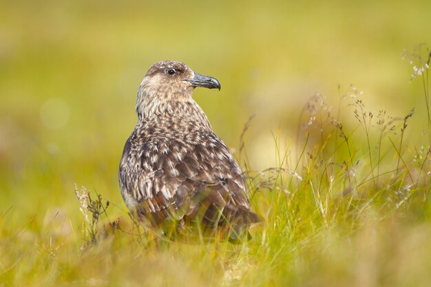 Closeup of a skua bird in the fields during daylight