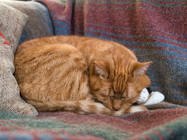 Closeup of a sleeping red cat on a blanket on a couch under the lights