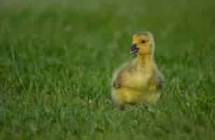 Free photo closeup of a small adorable fluffy yellow duckling on the grassy field