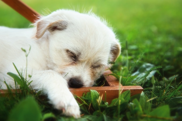 Free photo closeup of a small labrador retriever sleeping on the grass under the sunlight