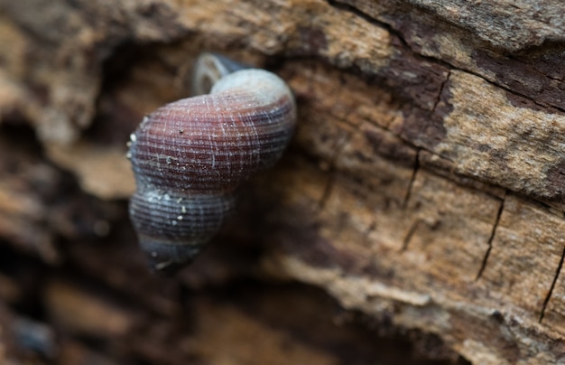 Free photo closeup of a small land snail on a rough wooden surface at daytime in malta