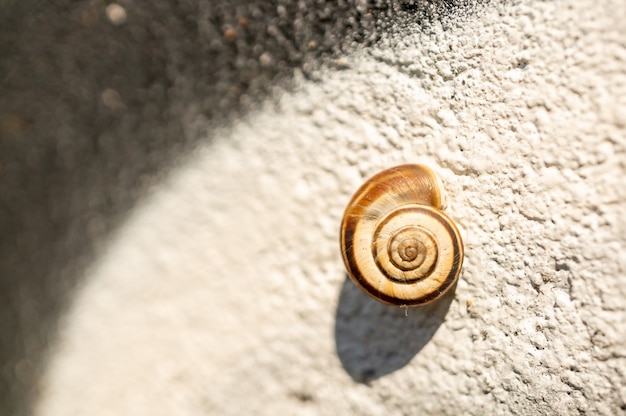 Free photo closeup of a small snail shell on the wall under the sunlight with a blurry background