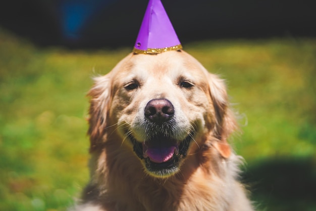 Closeup of a smiling Golden retriever with a birthday hat on a suuny day in  golden gate park, SF CA