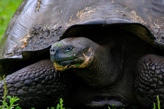 Closeup of a snapping turtle on a grassy field