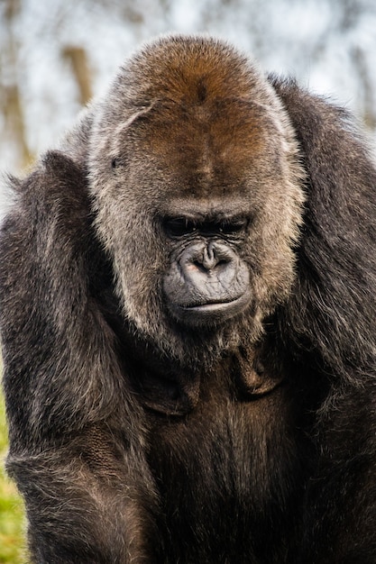 Closeup sot of a sad gorilla looking down on the ground