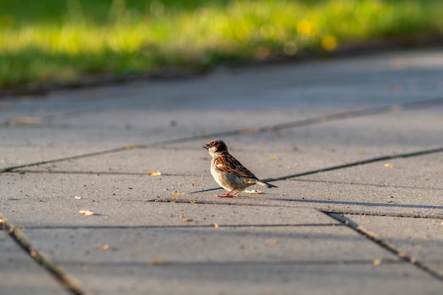 Free Photo closeup of a sparrow standing on a stone pathway