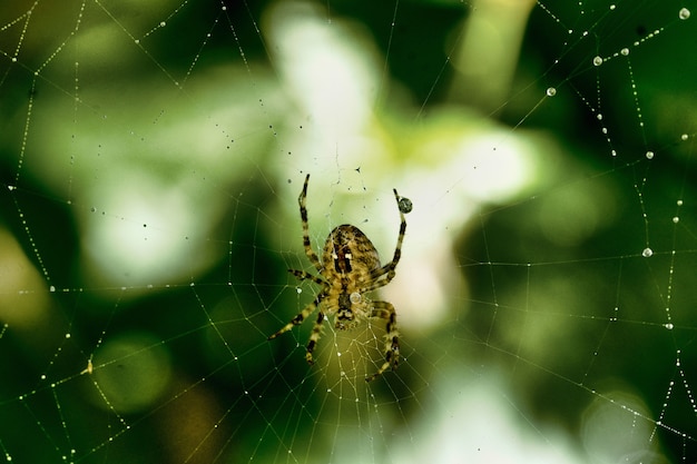 Closeup of a spider on a spider web