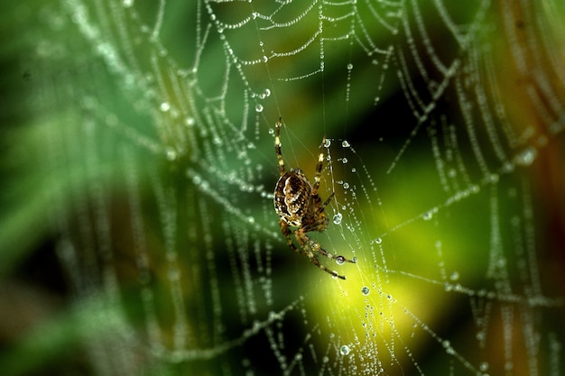 Free Photo closeup of a spider on a spider web