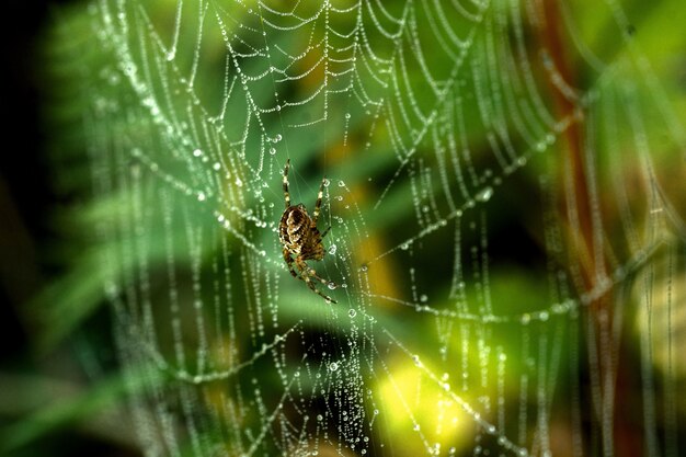 Closeup of a spider on a spider web